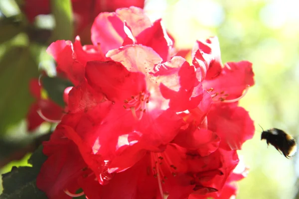 Rhododendron blommar — Stockfoto