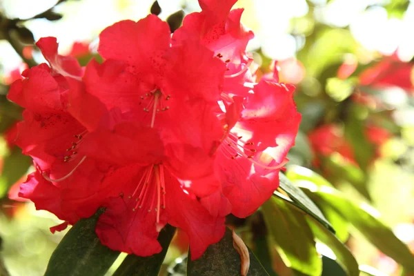 Rododendrony kwitnące — Zdjęcie stockowe