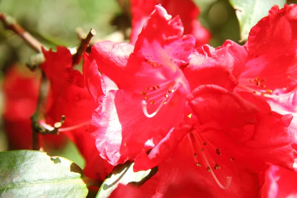 Floração do rododendro — Fotografia de Stock