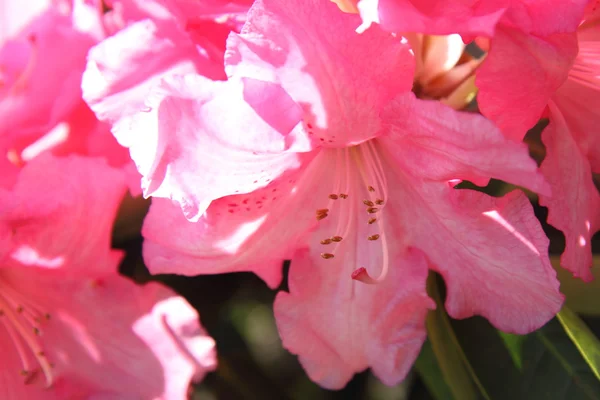 Rhododendron blommar — Stockfoto