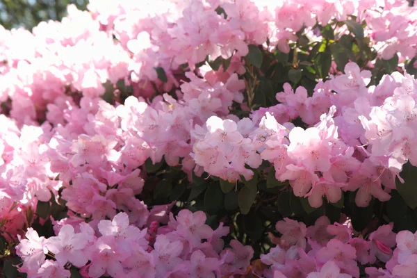 Rhododendron blüht — Stockfoto