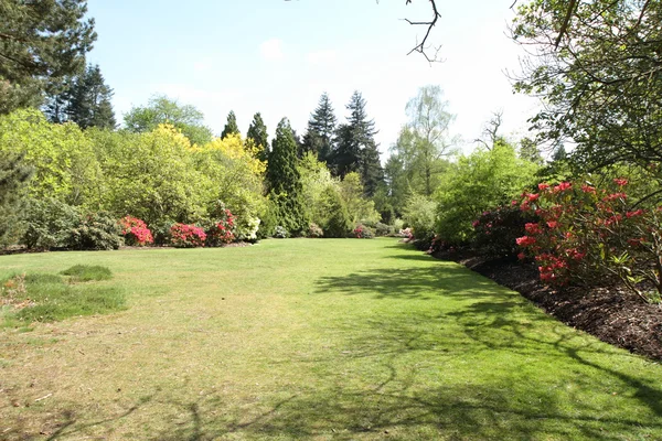 Floração do rododendro — Fotografia de Stock