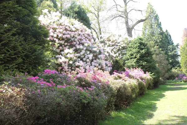 Kvetoucí rododendron — Stock fotografie