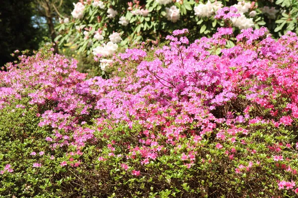 Rhododendron bloeien — Stockfoto
