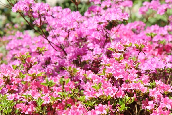 Kvetoucí rododendron — Stock fotografie