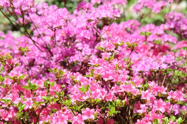 Floração do rododendro — Fotografia de Stock