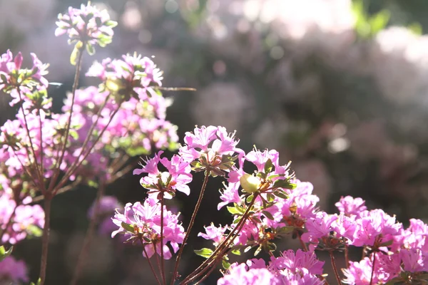 Rhododendron blüht — Stockfoto