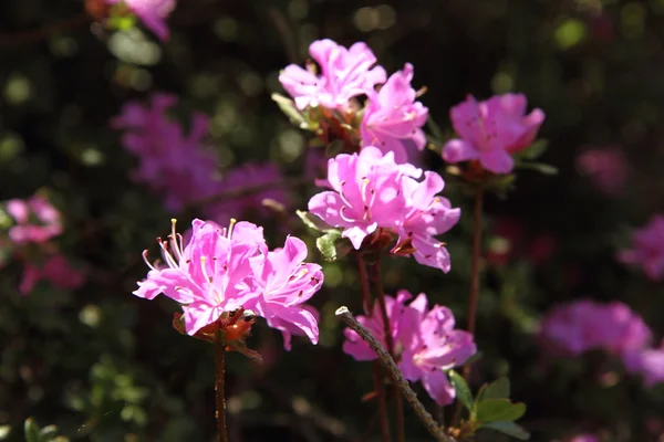 Rododendrony kwitnące — Zdjęcie stockowe