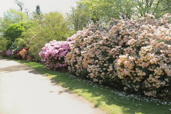 Kvetoucí rododendron — Stock fotografie