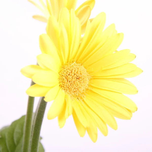 Žlutá Gerbera — Stock fotografie