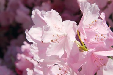 Ormangülü çiçek açan