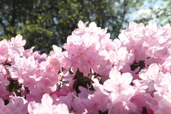Rhododendron blüht — Stockfoto