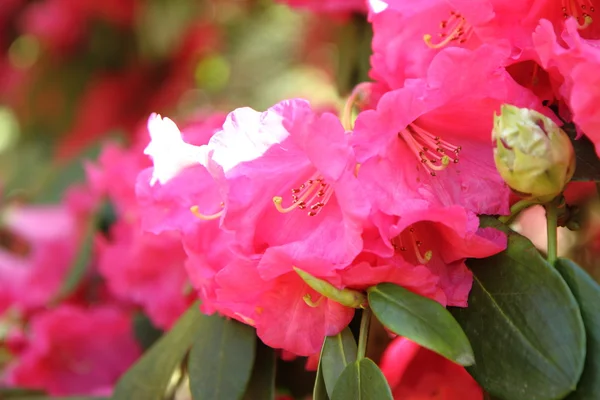 Floração do rododendro — Fotografia de Stock