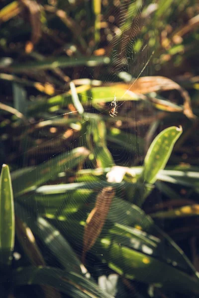 Αράχνη Έναν Ιστό Μεταξύ Των Φυτών — Φωτογραφία Αρχείου