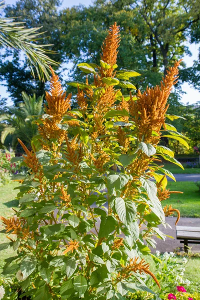 Orange Amaranth Plant Blooming — Stock Photo, Image