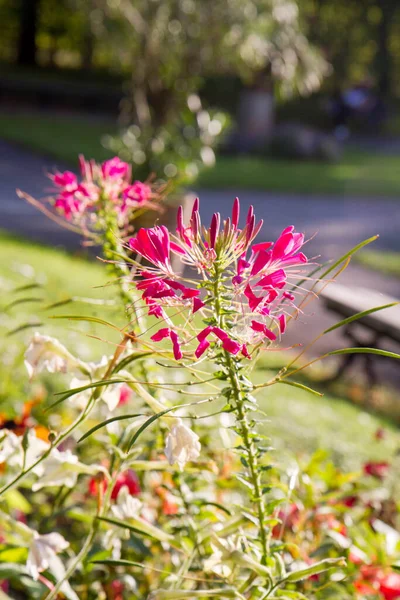 Cleome Hassleriana Flor Aranha Floração Planta — Fotografia de Stock