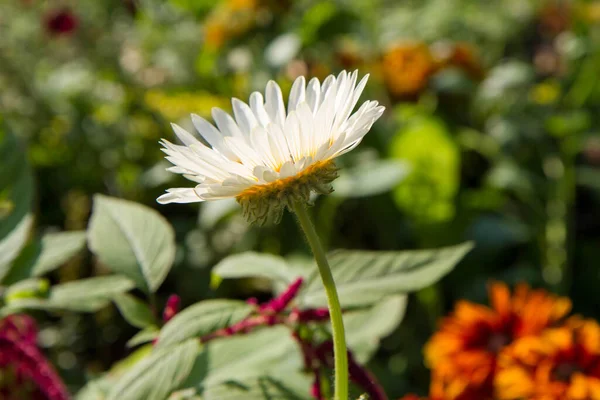 Fleur Blanche Fleurissant Dans Jardin — Photo