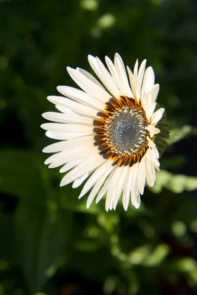 Bahçede Açan Beyaz Çiçek — Stok fotoğraf