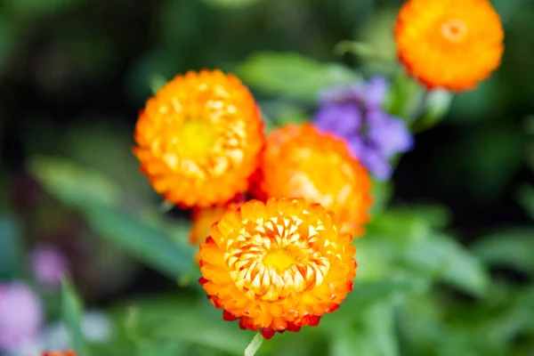 Aster Kwiatów Ogrodzie — Zdjęcie stockowe