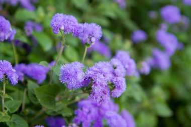 Bahçede açan Ageratum houstonianum (diş ipi çiçeği)