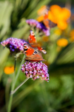 Avrupa Tavuskuşu Kelebekleri Parktaki çiçeklerin üzerinde