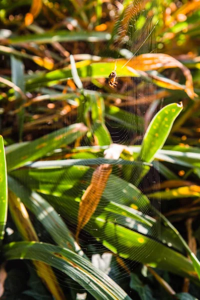 Araignée Sur Une Toile Parmi Les Plantes — Photo