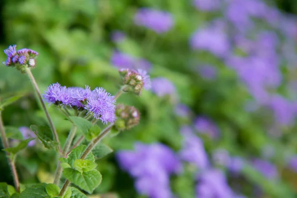 Ageratum Houstonianum Flossflower Florescendo Jardim — Fotografia de Stock