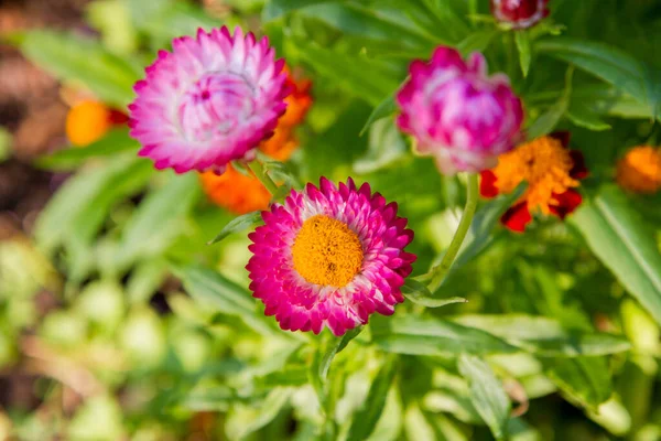 Aster Kwiatów Ogrodzie — Zdjęcie stockowe