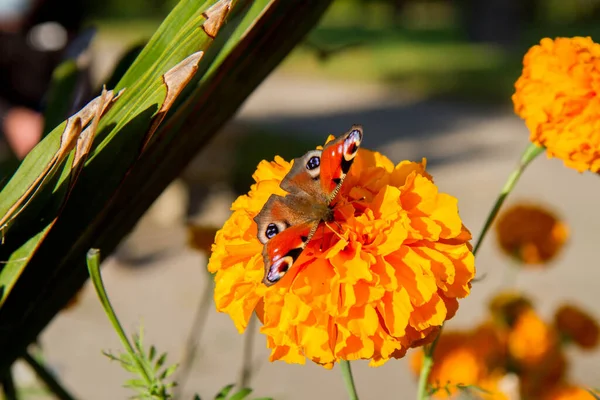 European Peacock Butterfly Yellow Flower Park — Stock Photo, Image