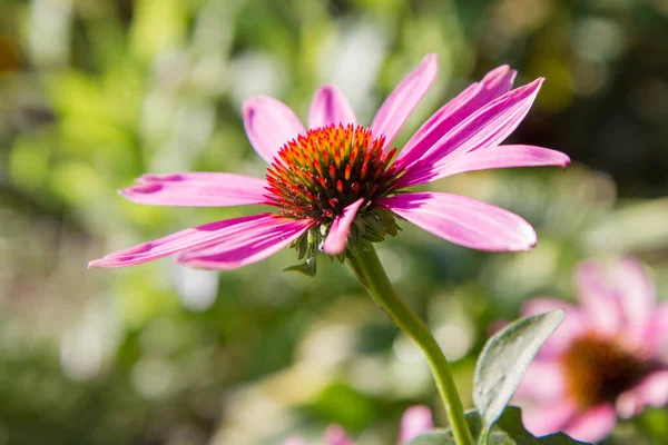 Coneflower Echinacea Bloeiend Een Tuin — Stockfoto