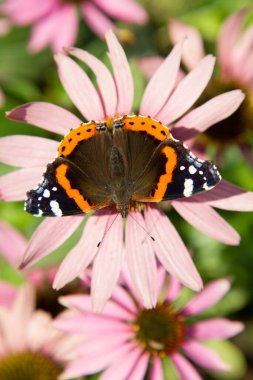 Echinacea çiçeğinin üzerindeki Kızıl Amiral Kelebeği