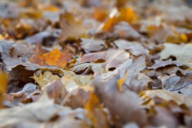 Sonbahar yaprakları - mevsimlik bir arka plan