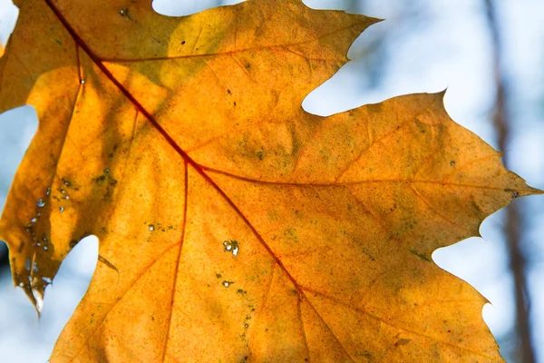 Sluiten Van Een Eikenblad Herfst — Stockfoto