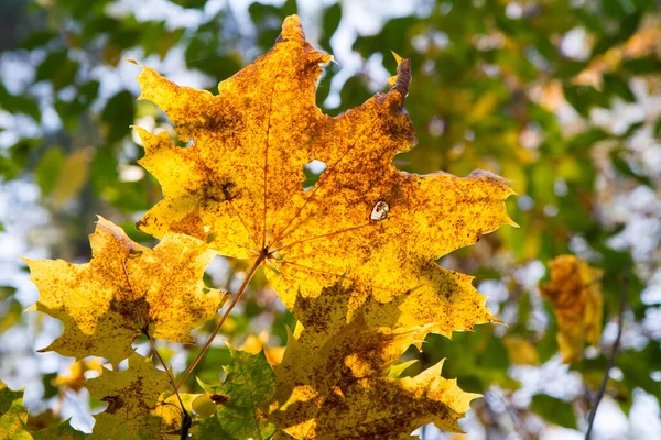 Acer Blättert Herbst Als Sonnenuntergang — Stockfoto