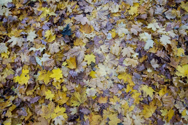 Autumn Leaves Seasonal Background — Stock Photo, Image