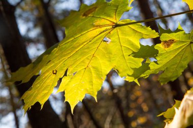 Acer sonbaharda gün batımı gibi ayrılıyor.