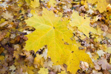 Acer sonbaharda gün batımı gibi ayrılıyor.