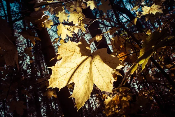 Acer Folhas Outono Como Por Sol — Fotografia de Stock