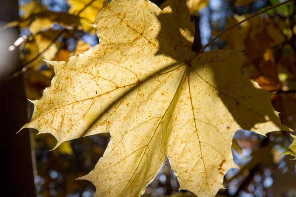 Acer Sonbaharda Gün Batımı Gibi Ayrılıyor — Stok fotoğraf