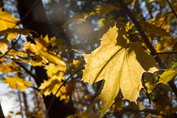 Acer Blad Hösten Som Solnedgång — Stockfoto