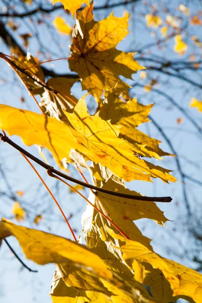 Acer Part Automne Comme Coucher Soleil — Photo