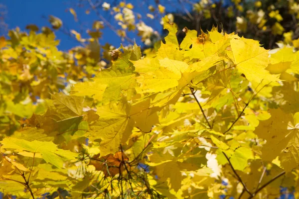 Acer Blad Hösten Som Solnedgång — Stockfoto