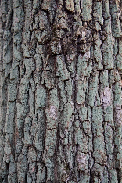 Fechar Latido Uma Árvore — Fotografia de Stock