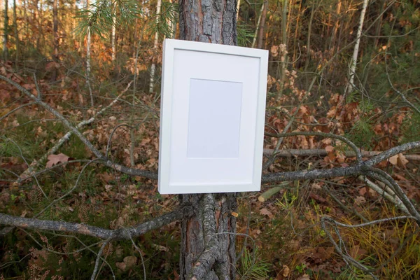 Sonbaharda Ağaçta Boş Beyaz Resim Çerçevesi — Stok fotoğraf