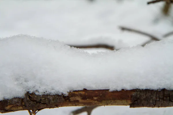 Kırık Dallar Üzerinde Taze Kar Tabakası Arka Planda Orman Kış — Stok fotoğraf
