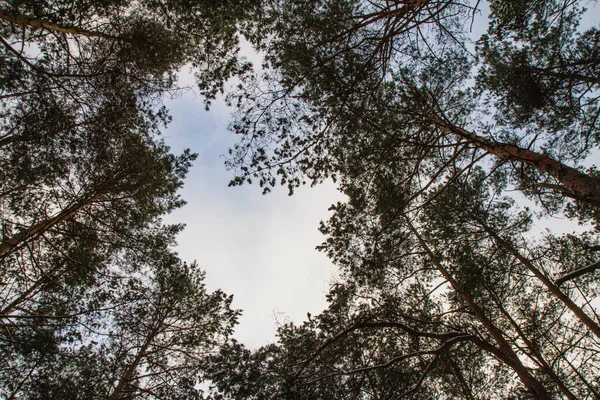 Forêt Pins Vue Vers Haut Contre Ciel Hiver Avec Peu — Photo