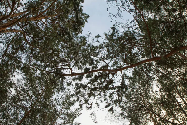 Πευκοδάσος Βλέπει Προς Πάνω Στον Ουρανό Χειμώνα Λίγο Χιόνι Στα — Φωτογραφία Αρχείου