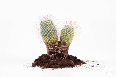 Kaktüs bitkisi, tenceresi bitmiş, beyaz arka planda.
