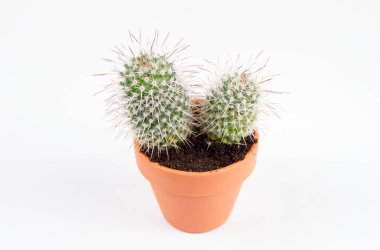 Cactus plant, in a clay pot, on a white background