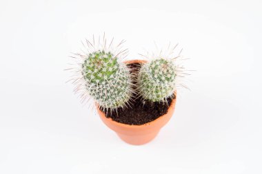 Cactus plant, in a clay pot, on a white background